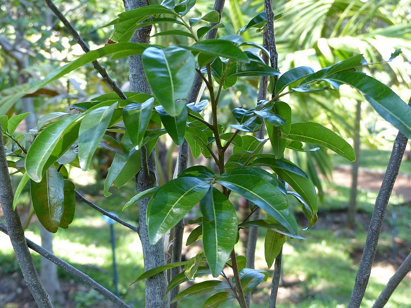 Faaxaal Photos nature gratuites et libres de droits Doratoxylon
