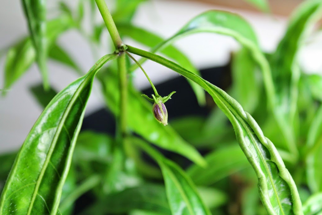 Kaksi Capsicum Lanceolatum