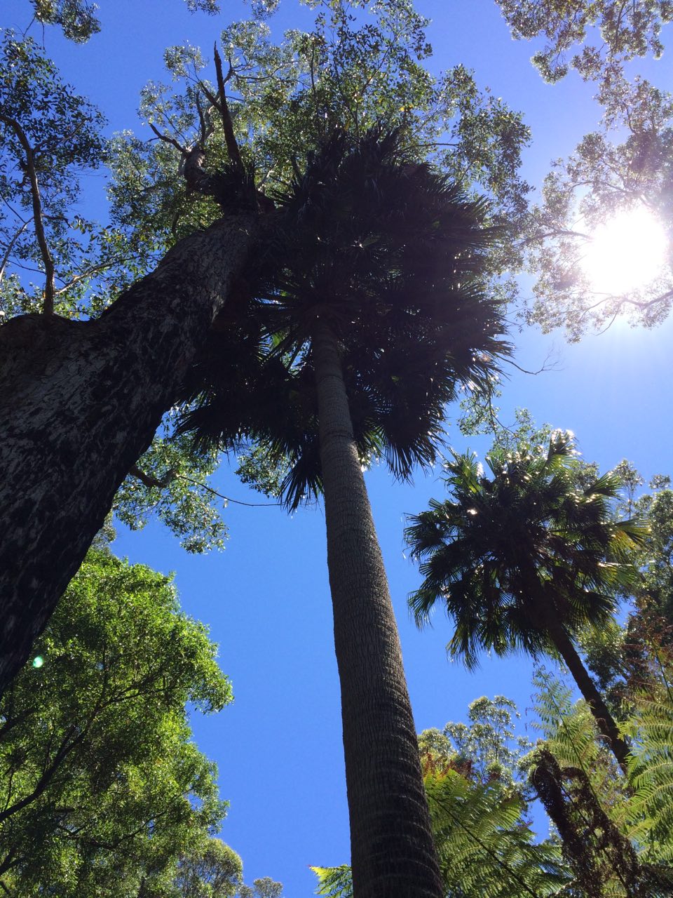 EastGippsland Birds Cabbage Tree Creek Flora Reserve