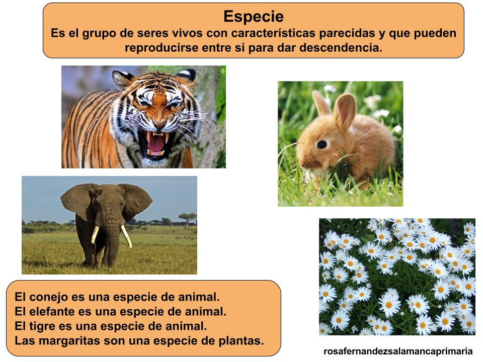 Maestra de Primaria Los animales y las plantas en la naturaleza. Animales terrestres y acuáticos. Maestra de Primaria Los animales y las plantas en la naturaleza. Animales terrestres y acuáticos.