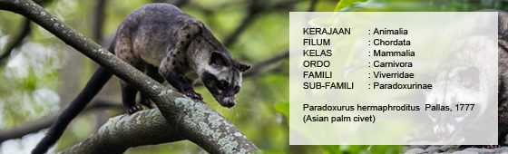 Musang Pandan (Paradoxurus hermaphroditus)