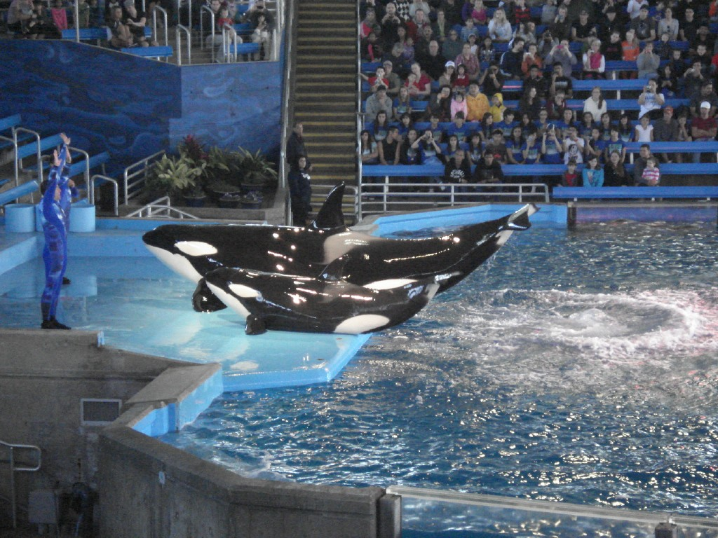 Everything Eulberg: Seaworld part deux and the Billy Goat Hoof Incident ...