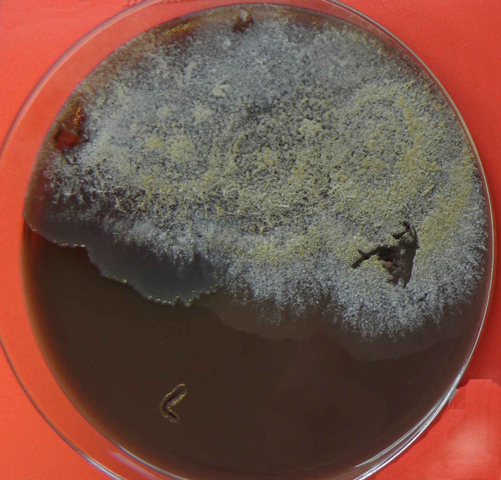 триходермин кме. триходерма верде на перловке. триходерма в природе. что такое триходерма. гриб триходерма.