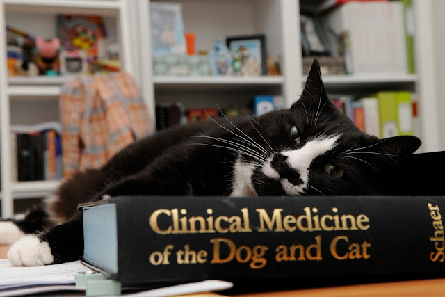 cat, Michael, cat on textbook, Clinical Medicine of the dog and cat