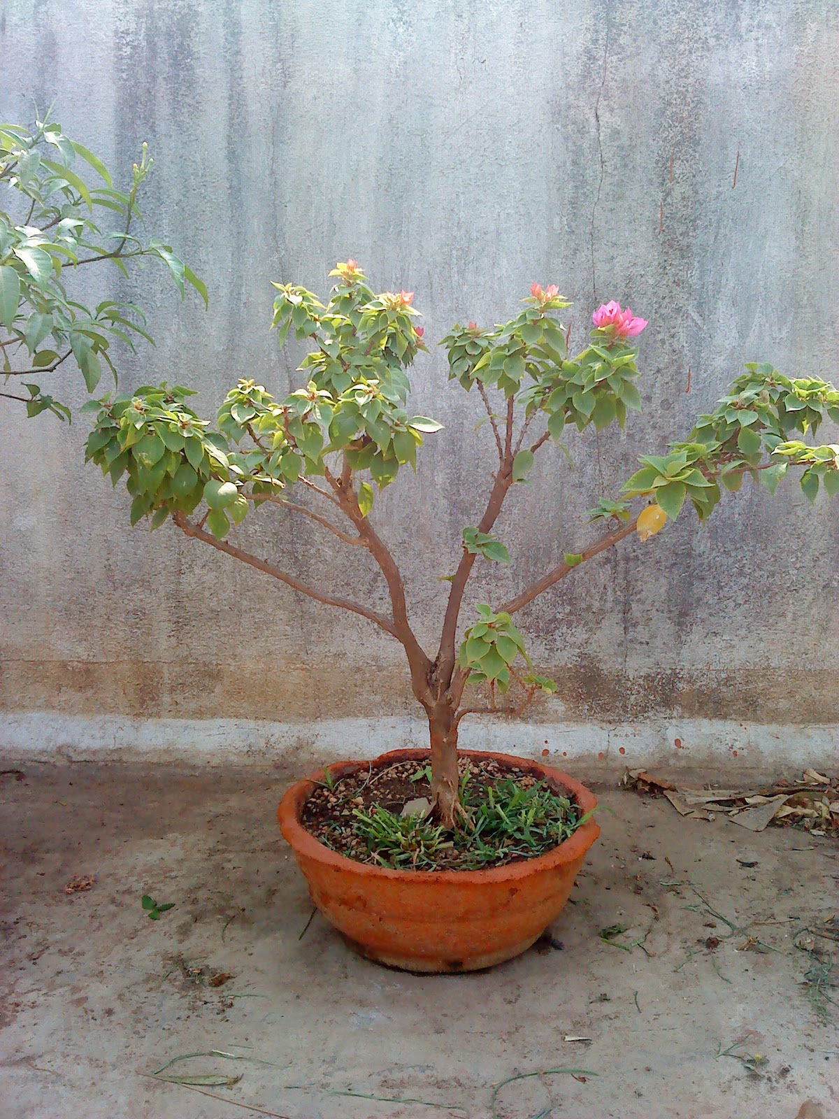 Indian Bonsai Other bonsai's in progress