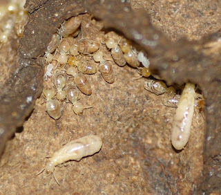 pics termites