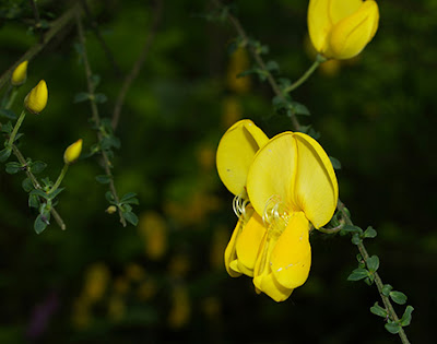 Escobón, hiniesta, retama negra (CYtisus scoparius)