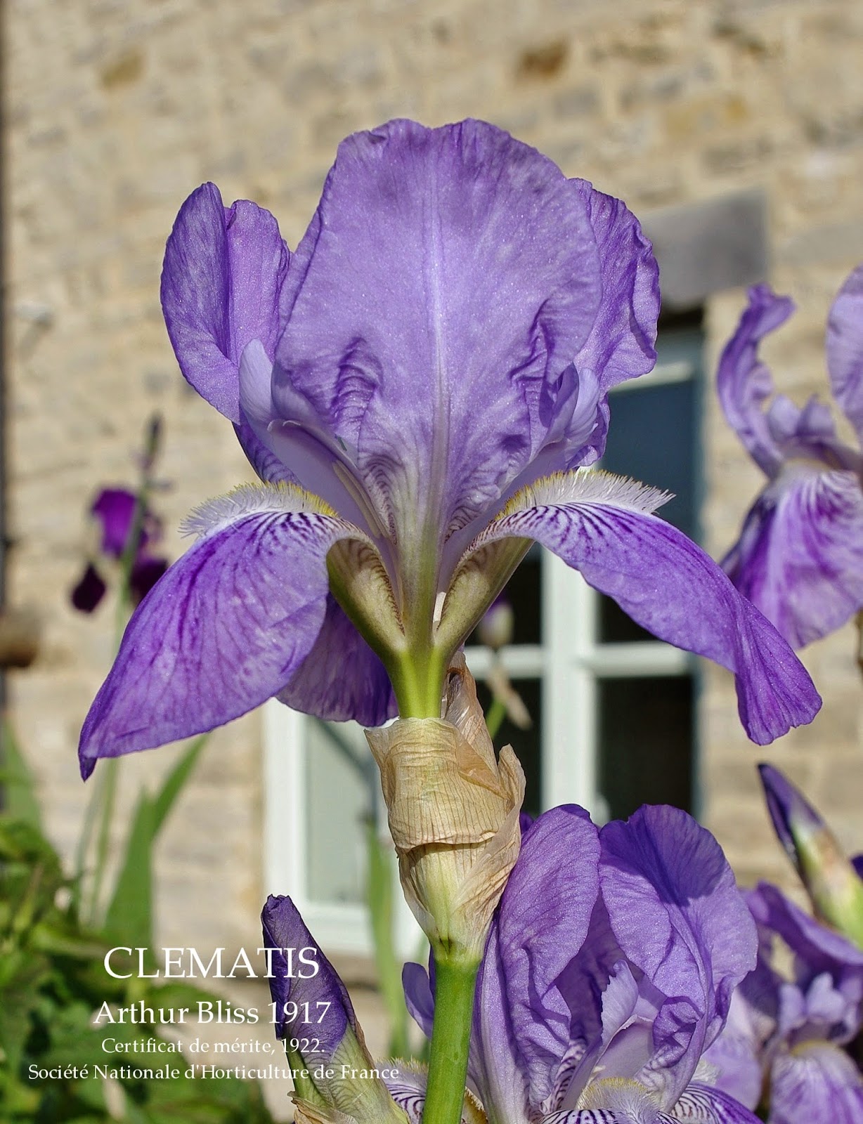 Historic Tall Bearded Iris CLEMATIS HERITAGE IRISES