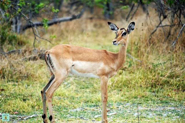 Impala en Moremi, Botswana