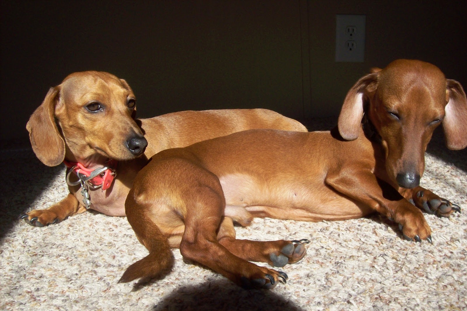 Dachshunds Love the Sun The Nutritionist Reviews