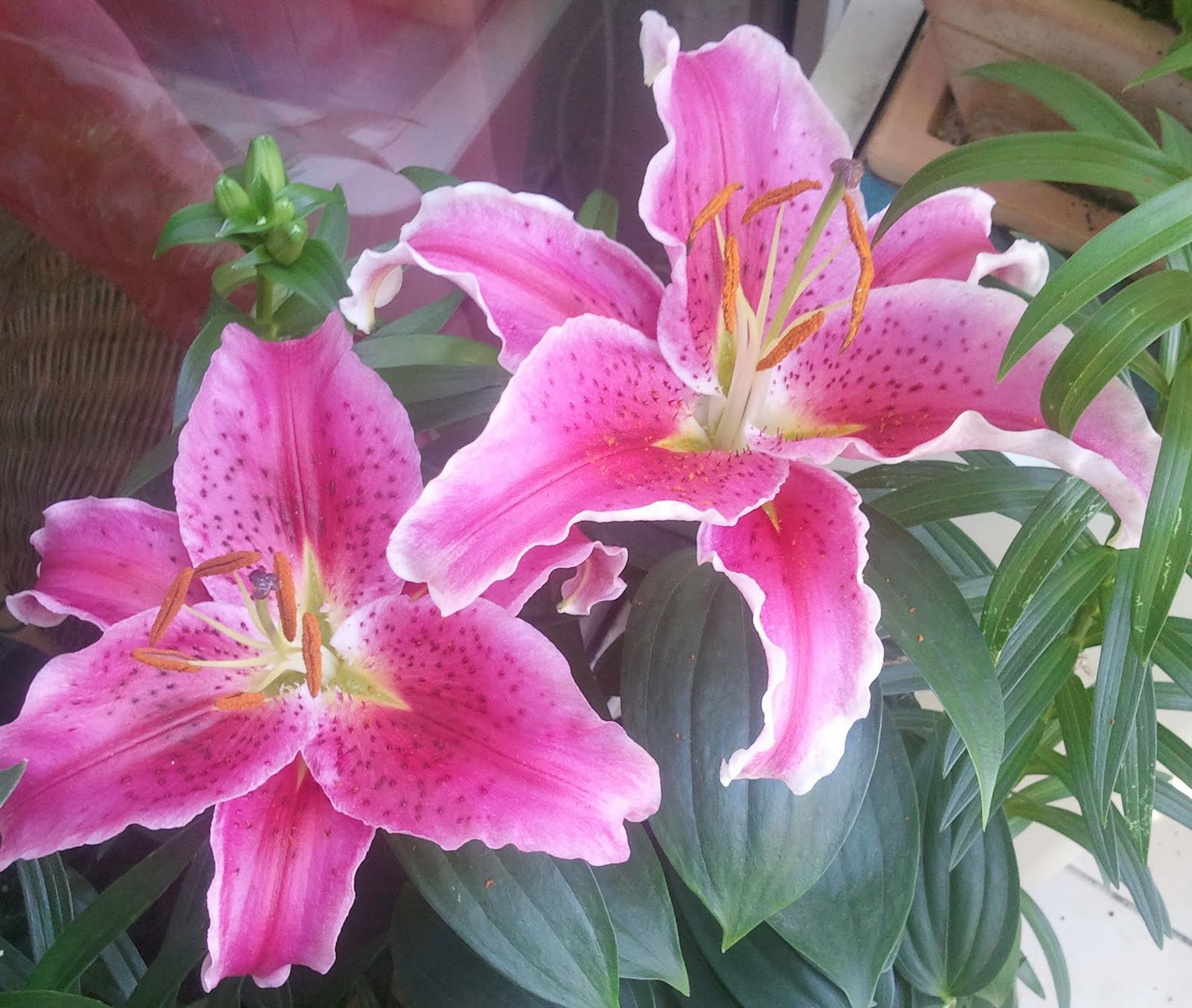 Manuela Sonntag August 2011