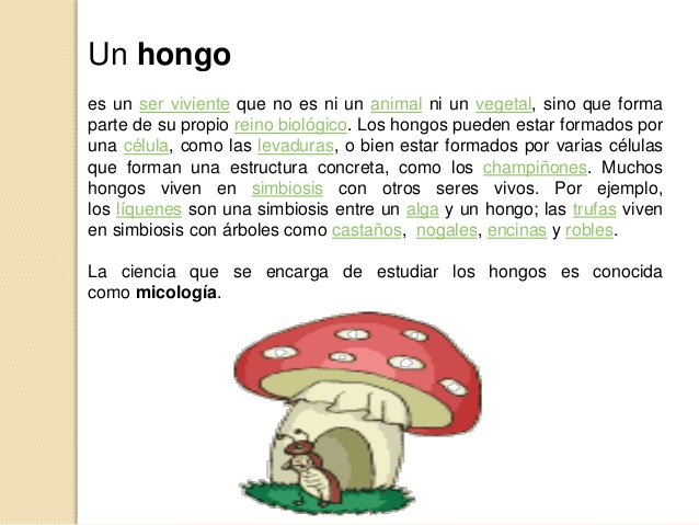 hongo