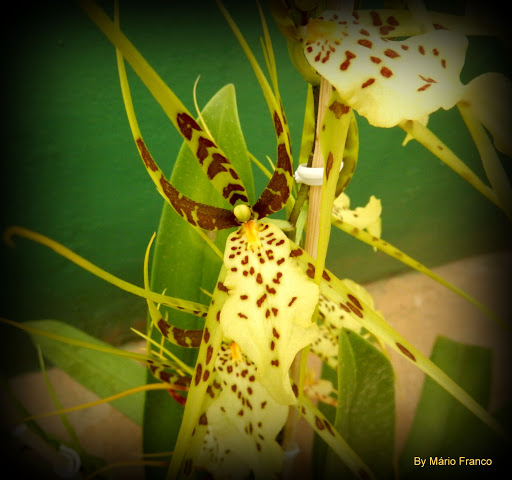 Meu Cantinho Verde: ORQUÍDEA BRASSIA, ORQUÍDEA ARANHA - ( Brassia verrucosa  Lindley )