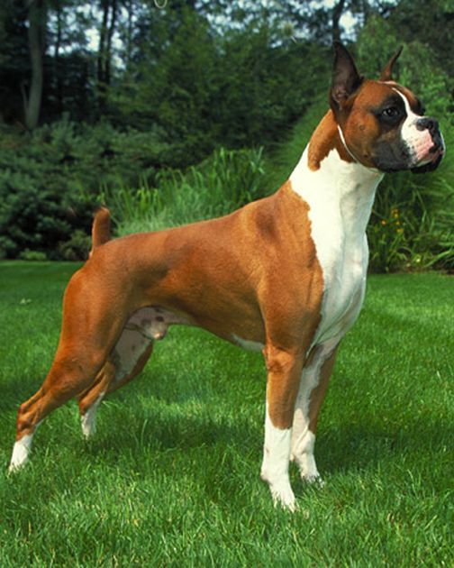 Average Size and Weight of Boxer Dogs Annie Many