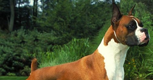 Average Size and Weight of Boxer Dogs - Annie Many