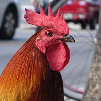 Câmeras ao vivo da Flórida