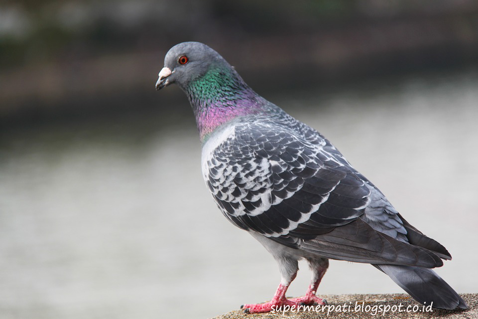 Merpati Balap Go Blog Merpati Balap Juara Nasional Tahun 2002 2013