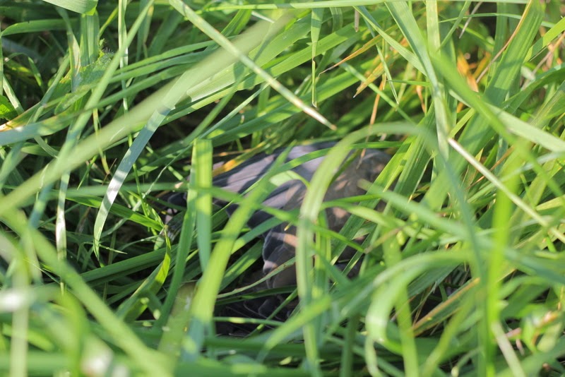 Dead dove hidden in the grass