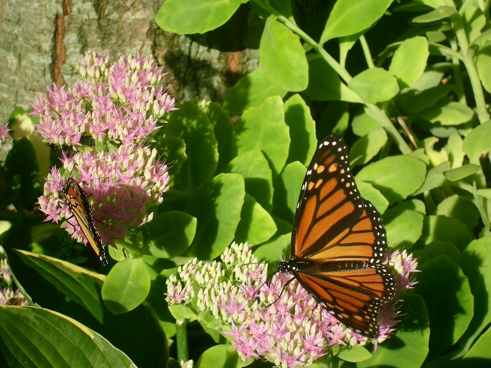 How to Attract Birds and Butterflies to Your Yard with Plants and Flowers