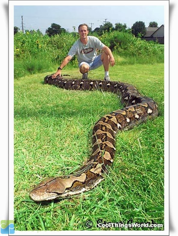 5 Gambar ular terbesar di dunia yang seram