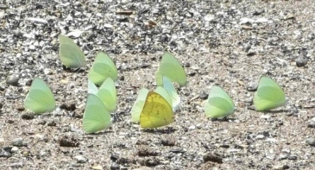 Metamorfosis Kupu - Kupu, Metamorphosis of Butterflies ...