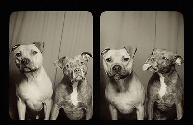 These Dogs In The Photo Booth Are The Sweetest Thing You've Ever Seen