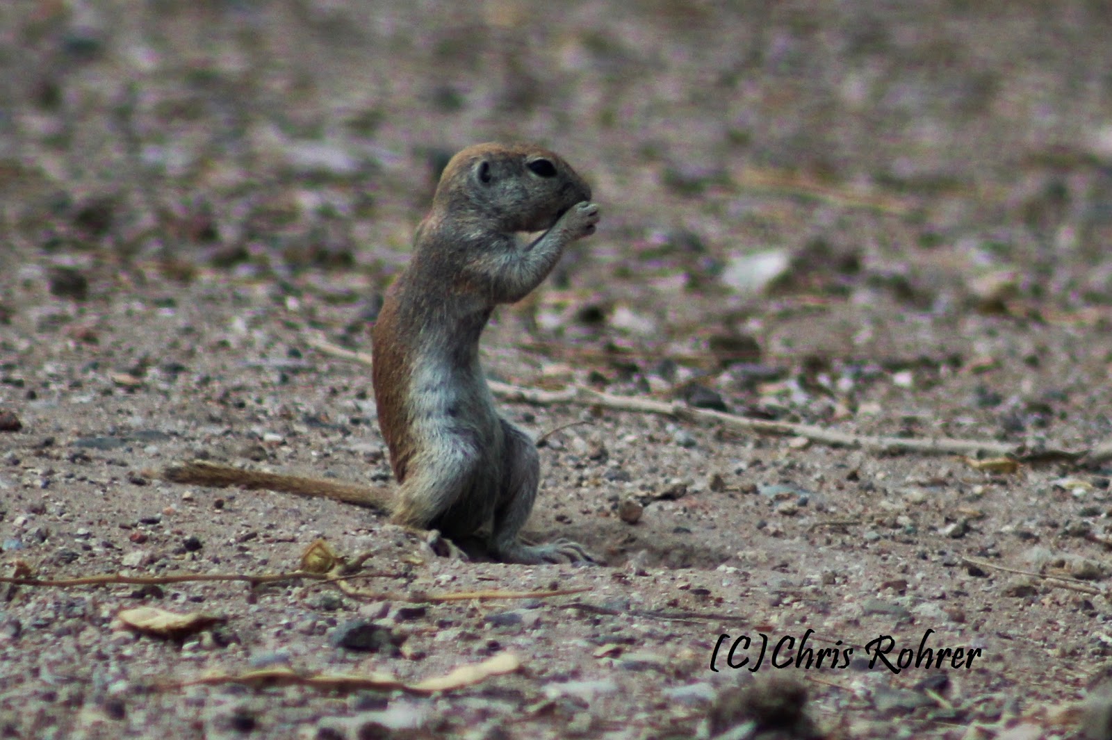 Are Mesquite Tree Pods Bad For Dogs