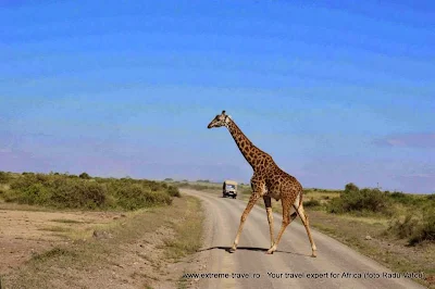girafa traversand strada