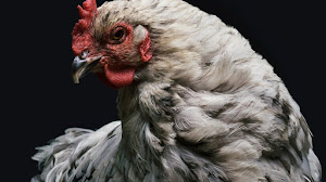 Cortes del pollo en inglés, español y portugués