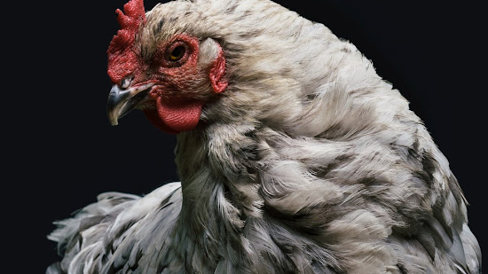 Cortes del pollo en inglés, español y portugués