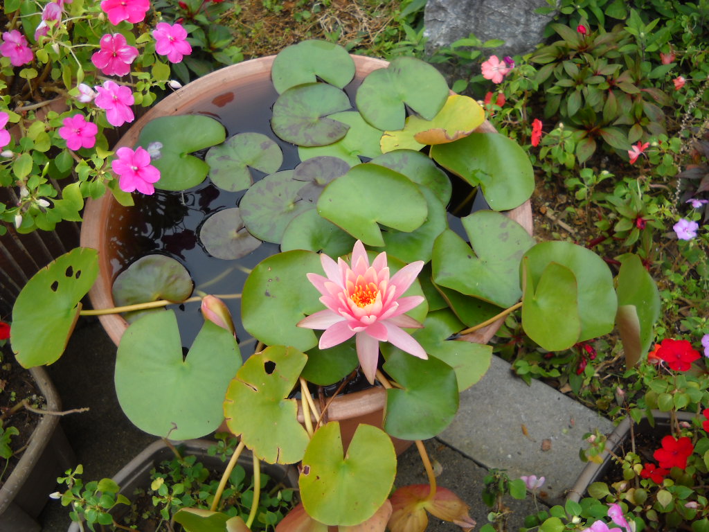 Daily Glimpses Of Japan: Water Lily And Lotus - Photos And Haiku