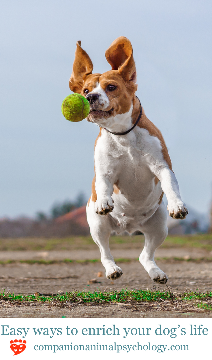 Dog enrichment activities: Healthy brains and happy dogs