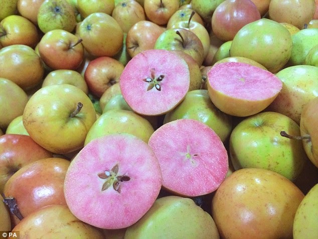 صورة لمجموعة كبيرة من التفاح المفاجأة