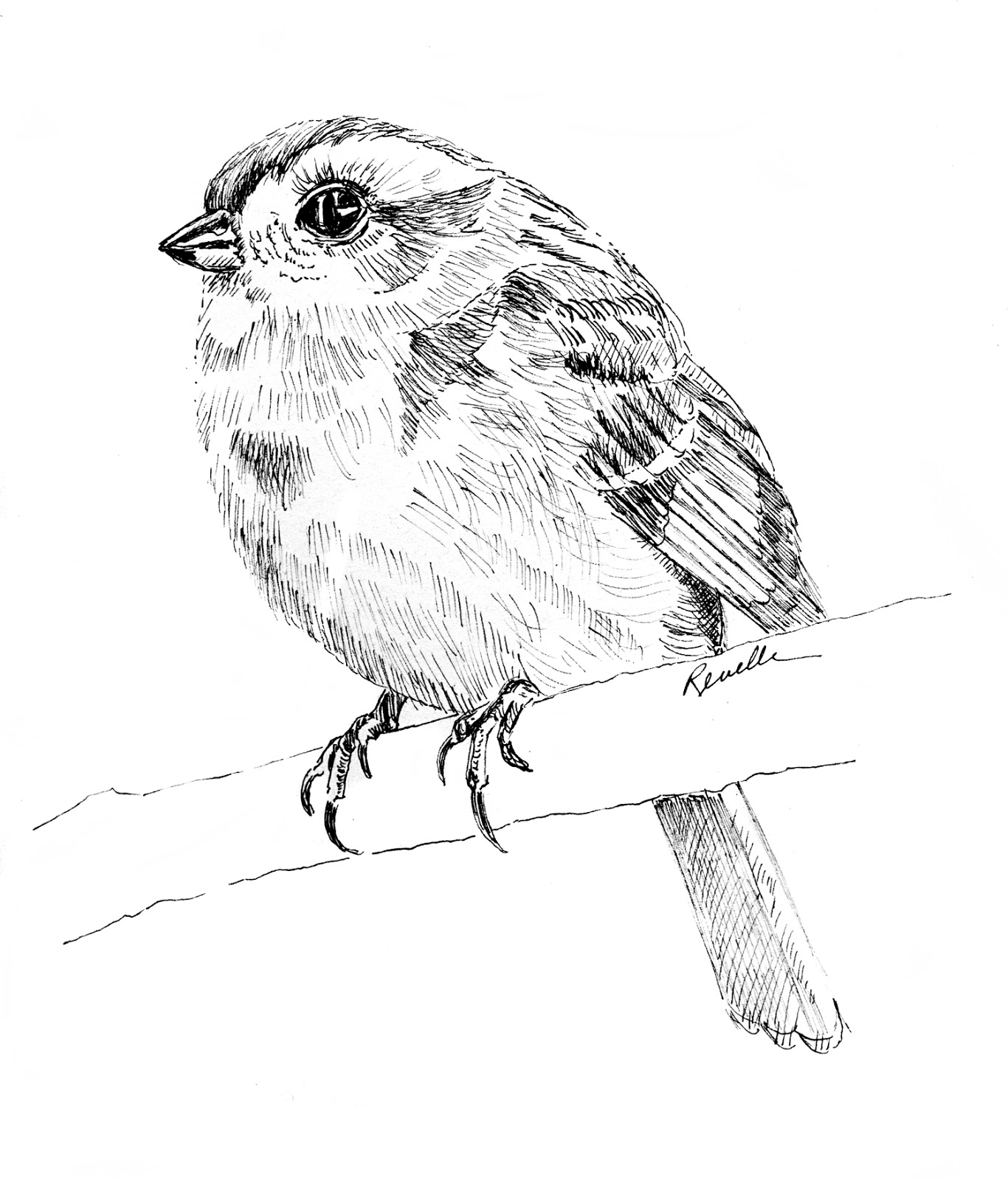 Image Maker Learn to Draw Evening Class, Exeter NH November 2016