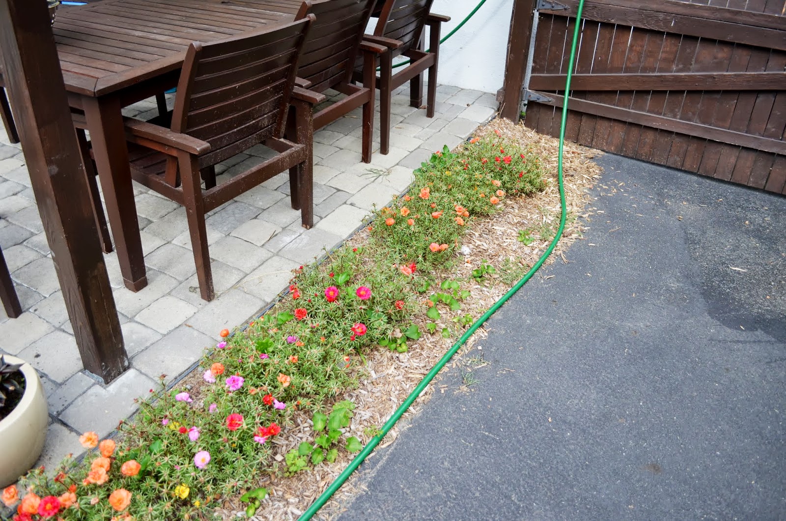 In the Little Yellow House: Pergola Vine Surprise: Clematis