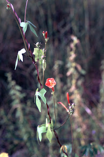 red Ipomoea