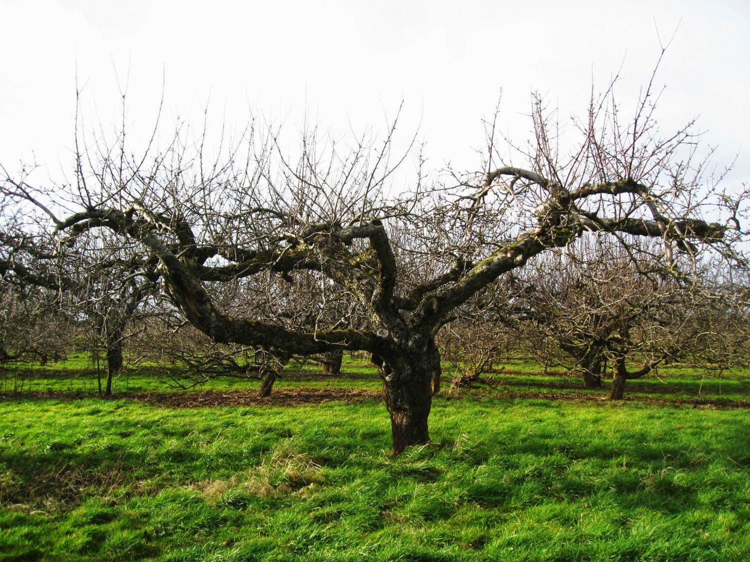 How To Prune Old Apple Trees Uk