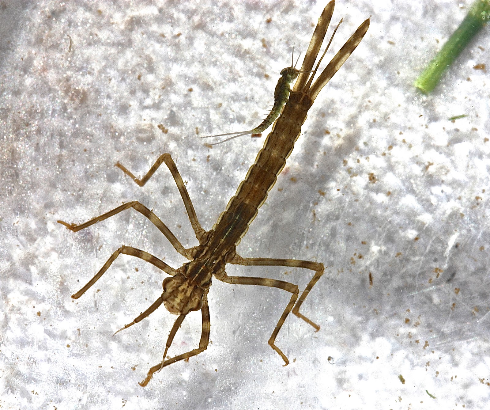 Aquatic Insects of Central Virginia: Summer Insects in the Rivanna at ...