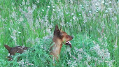 Foxy in the grass