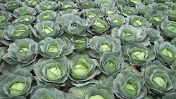 Cabbage