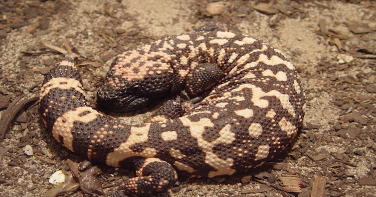 Explore Indialand: Poisonous Lizards In India