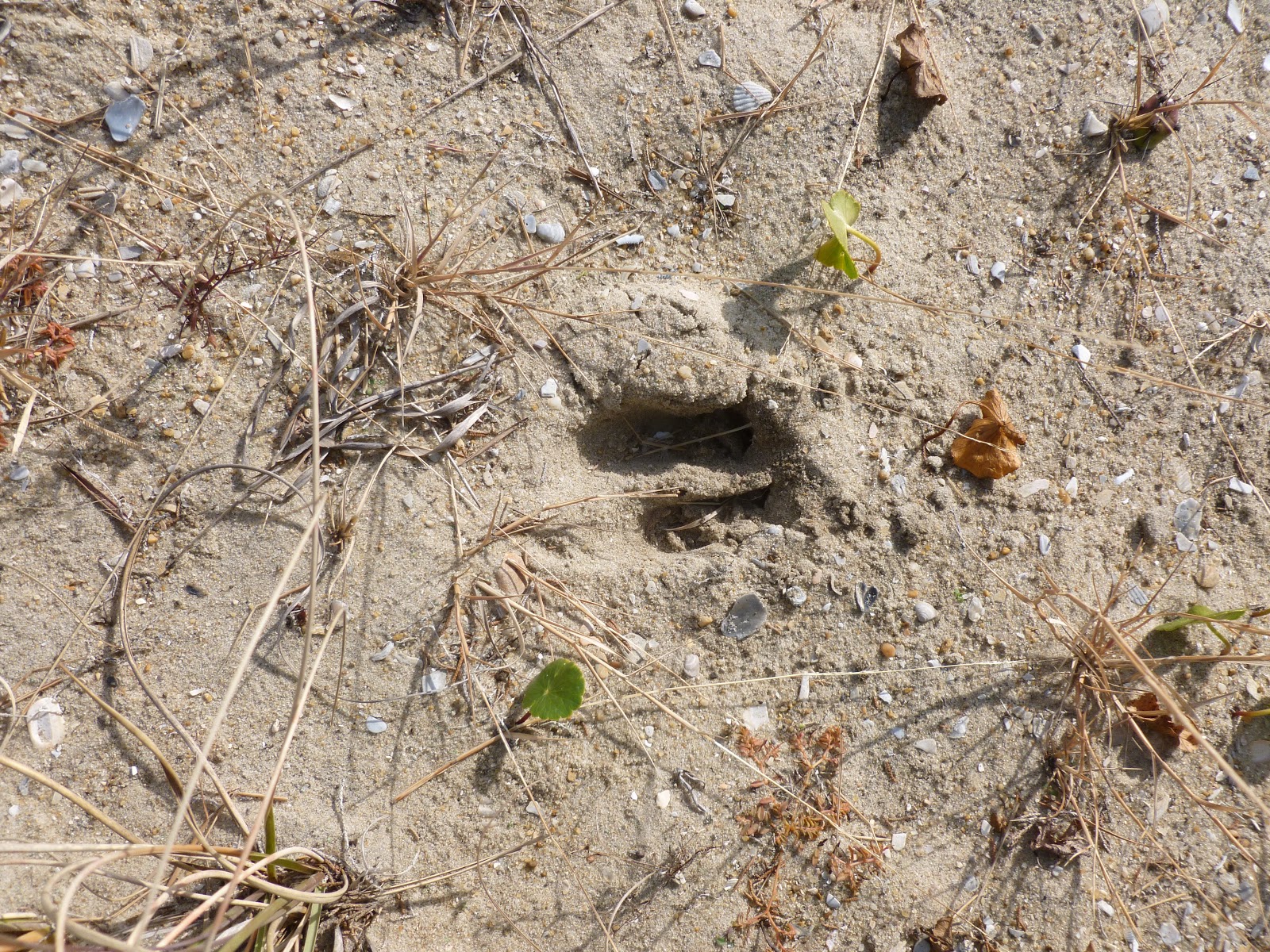 ocracoke-island-journal-deer-tracks