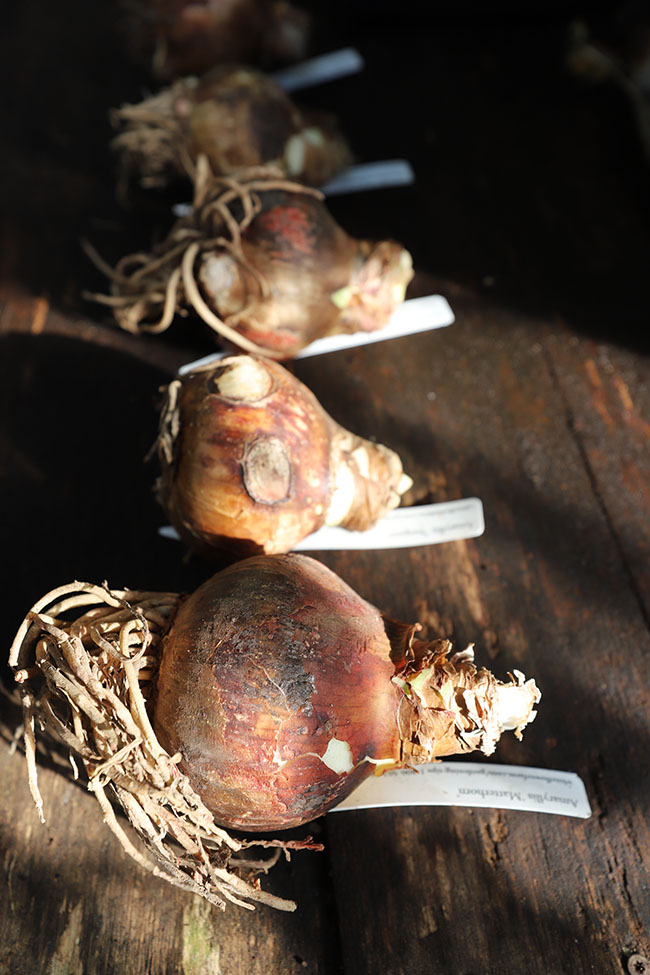 Winter Gardening Ramps Up - Book Reviews Pour In Winter Gardening Ramps Up - Book Reviews Pour In