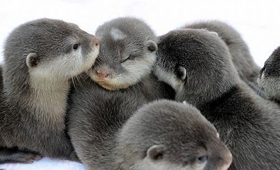 cute baby animals, baby animals, baby animal pictures, adorable baby animal pictures, baby otter, cute baby otter pictures