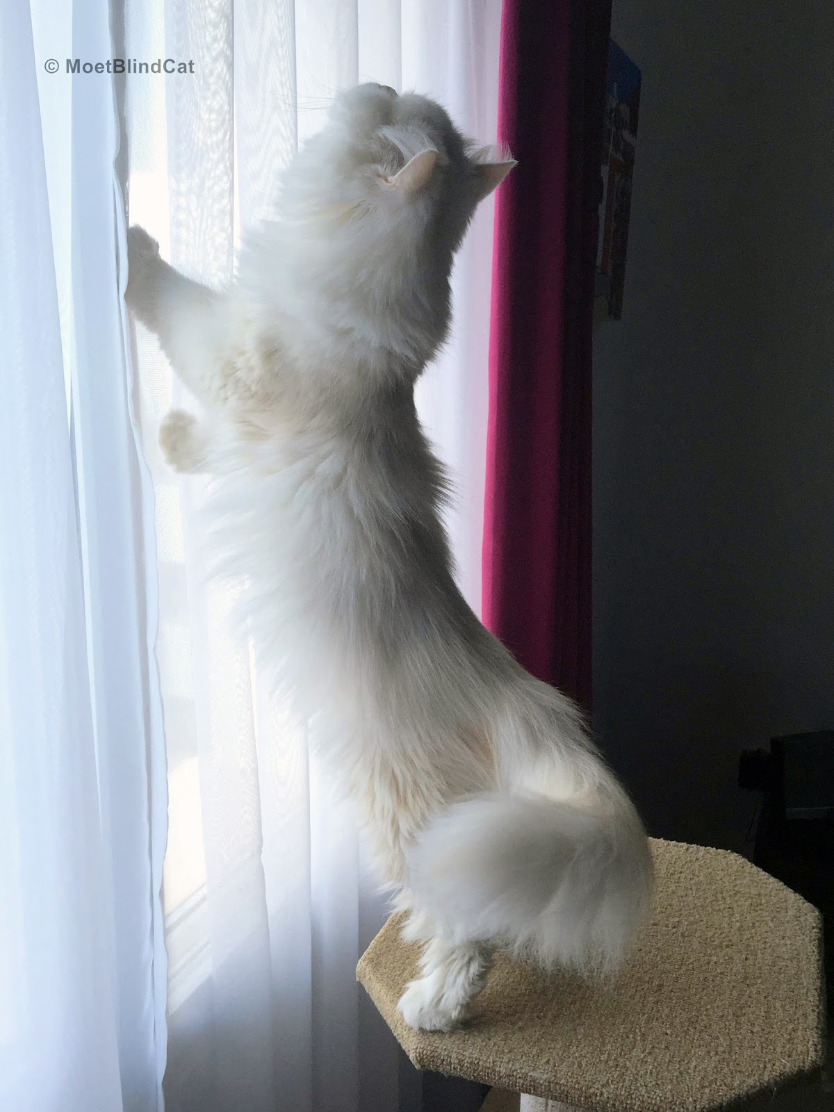 Adopting a blind cat special needs cat adoption, Moet the Blind Cat