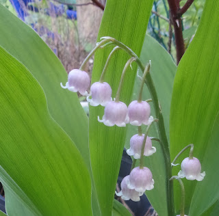 Photo by SnaggleTooth June 2017 Purple Lilies of the Valley