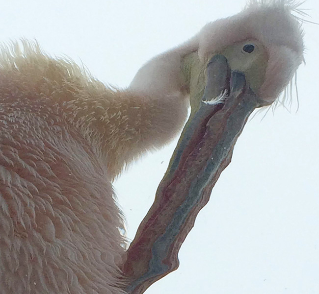 birdup
