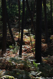 Du vert au jaune en Forêt de Fontainebleau