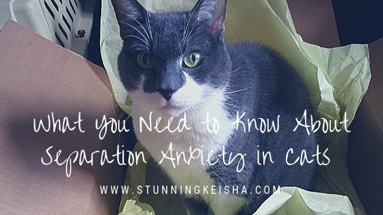 What You Need to Know About Separation Anxiety in Cats