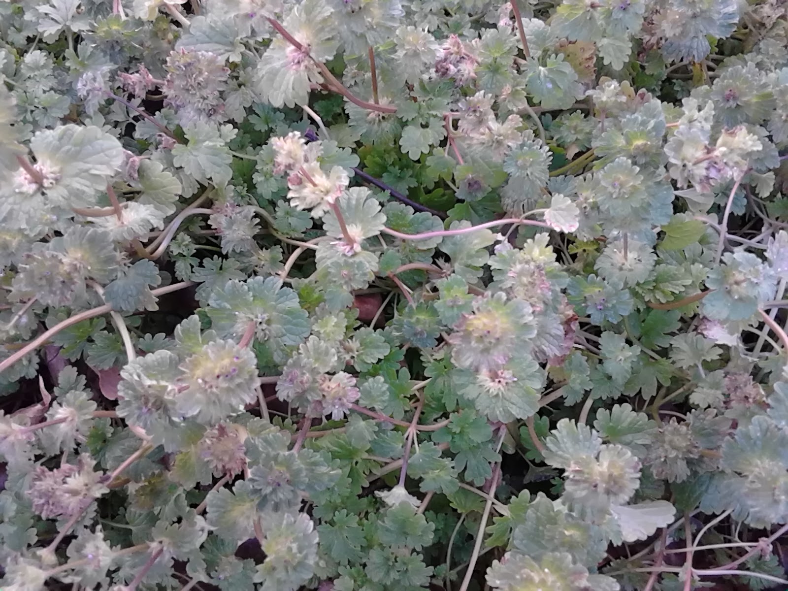 Southern Forager: Henbit, It's What's for Breakfast!
